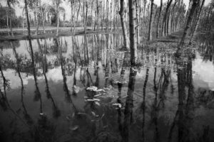 Dall lake