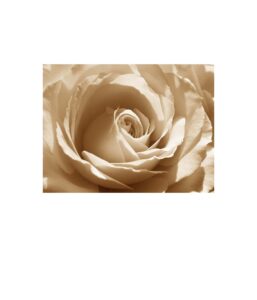 30. a rose for Modotti