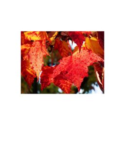 24. fall leaves, amherst