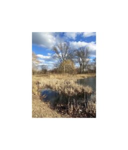 31. marsh, new england