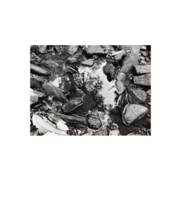 03. vernal pool, almora