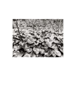 12. wild ginger, shropshire