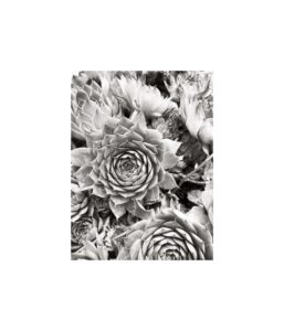 05. sempervivum tectorum, cuneo