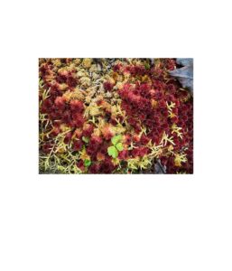 13. peat moss, maine